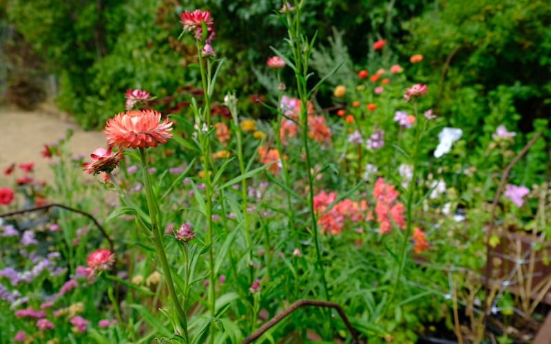 Cut flower garden patch