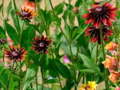 Flower, Rudbeckia hirta, Cherry brandy