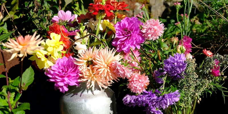 Freshly picked garden cutflowers