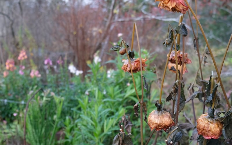 Hardy and tender annuals