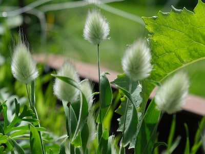 Harsvans - Bunny Tails - Lagurus ovatus