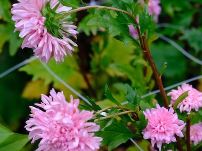 Kinaaster, Chinese aster, Dushesse Coral Rose