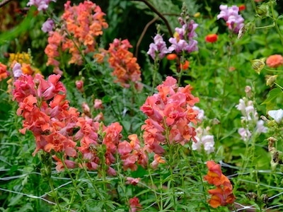 Lejongap Snapdragon Antirrhinum majus Madame Butterfly Double Bronze