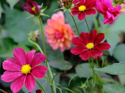 Rosenskära, Cosmos, Rubenza