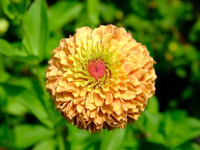 Zinnia, Queen Lime Orange