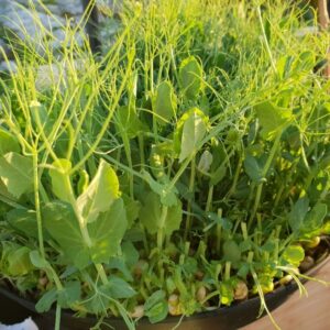 Pea shoots - pisum sativum