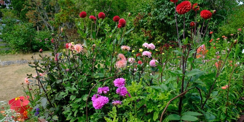 dahlias planting flowering