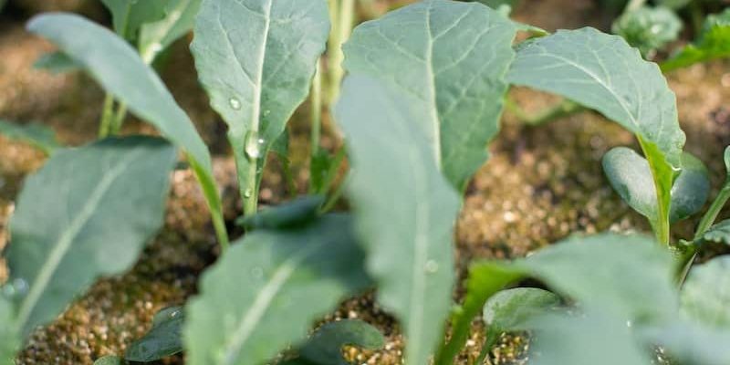 start the growing season sprouting kale