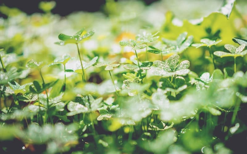 start the growing season sprouting seeds