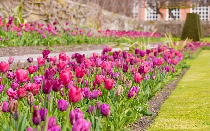 Pond garden tulips