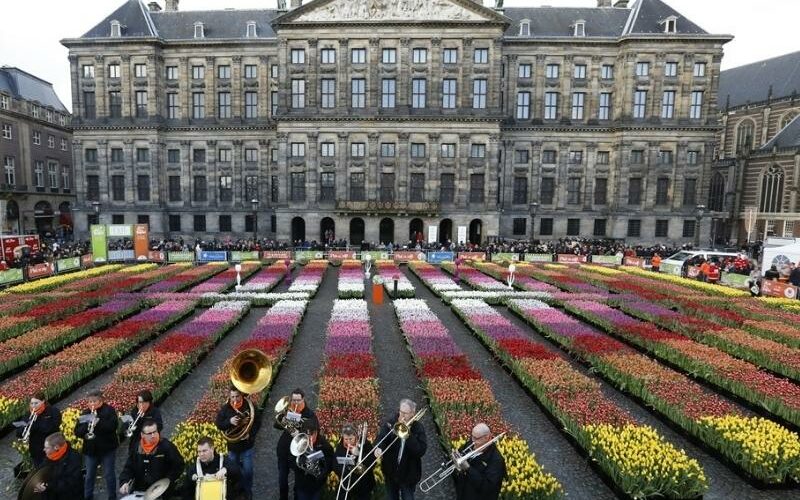Dam square tulips