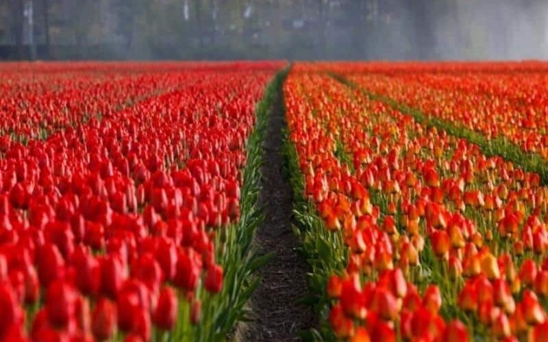 Red tulip field