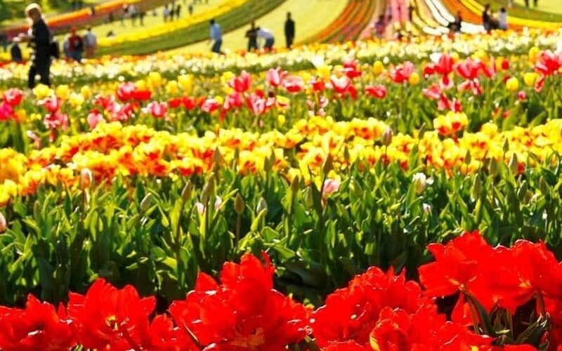 A sea of tulips