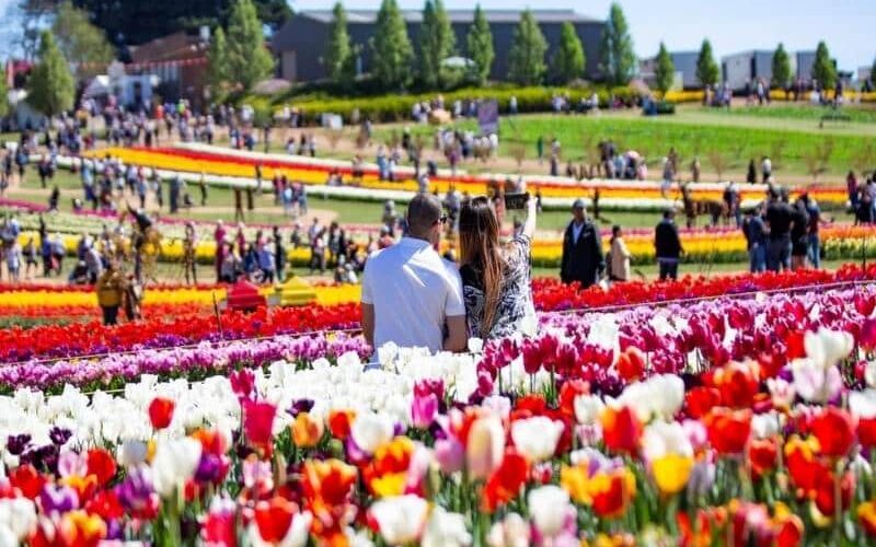 The Tulip Festival