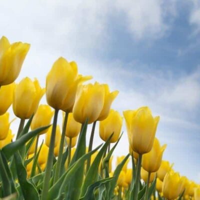 Yellow tulips