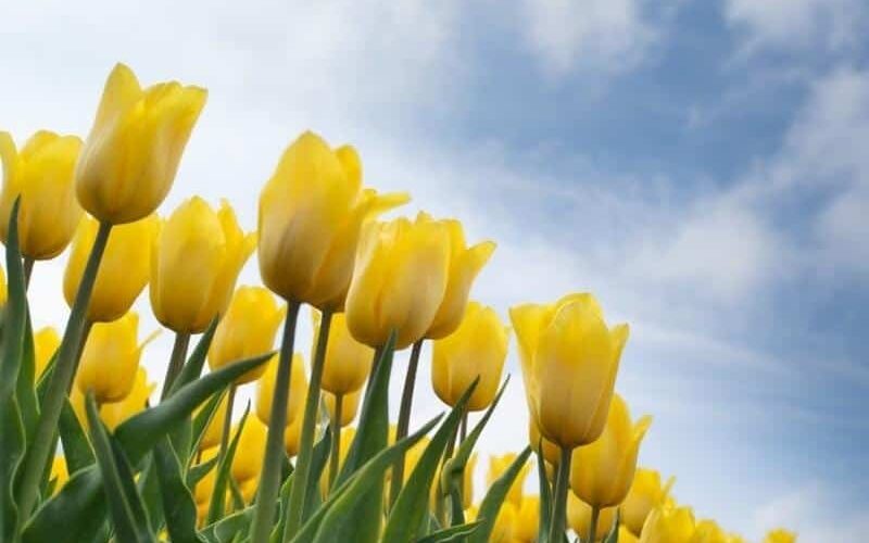 Yellow tulips