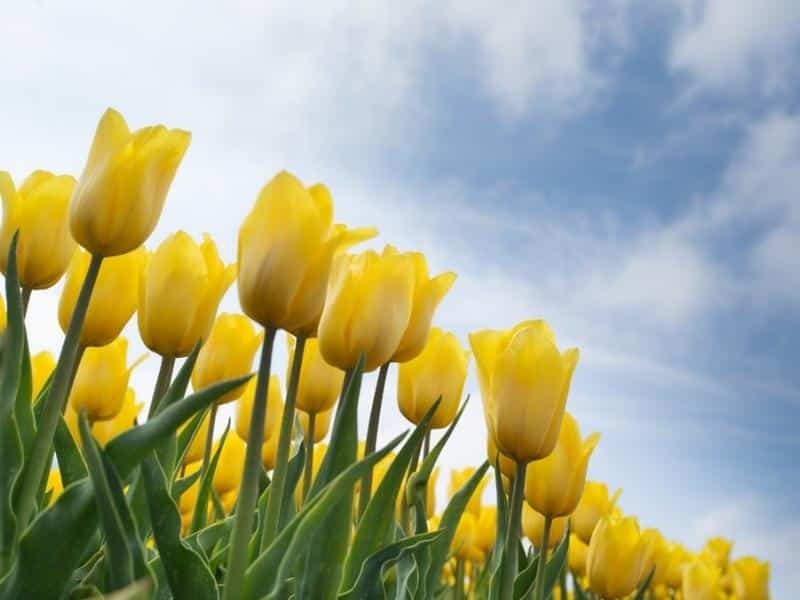 Yellow tulips