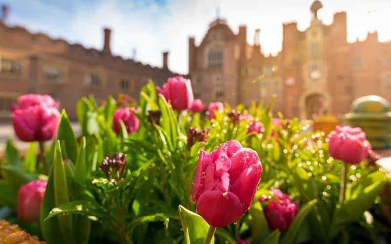 Base Court tulips - Tulip Day