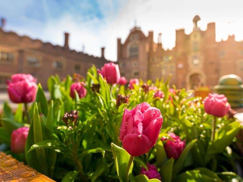 Base Court tulips - Tulip Day