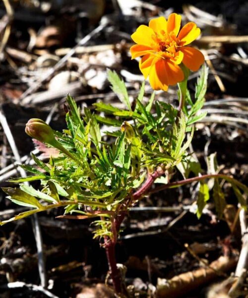 tagetes