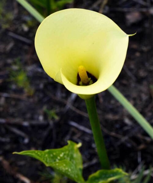 calla-lemon