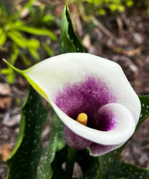 calla-purple-white