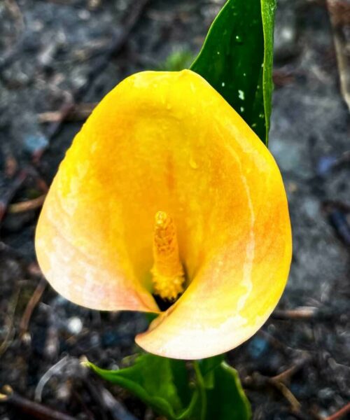 calla-yellowy-apricot