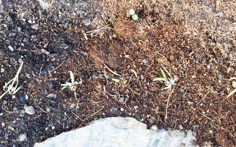 lavender-cuttings