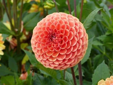 Pompom Dahlia