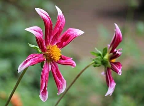 Star Dahlia