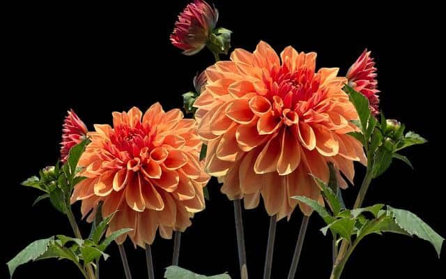 DAHLIAS