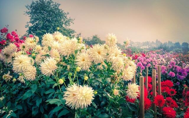 DAHLIAS-014