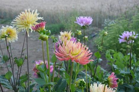 DAHLIAS