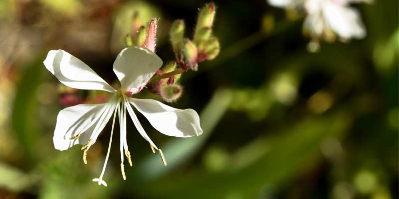 Gaura flower New Zealand