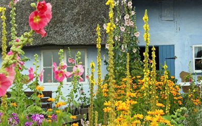 Juli månad är trädgårdens högtidsstund. Det är nu det är dags att njuta av så väl frodig blomning som av smakrika grönsaker. Här är julitipsen!