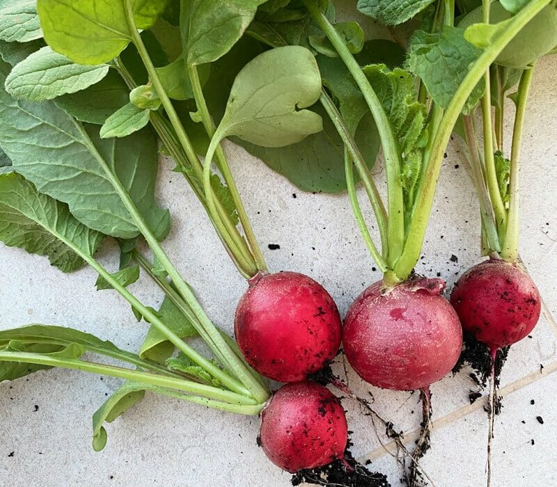 Rädisor odla själv Gardenize