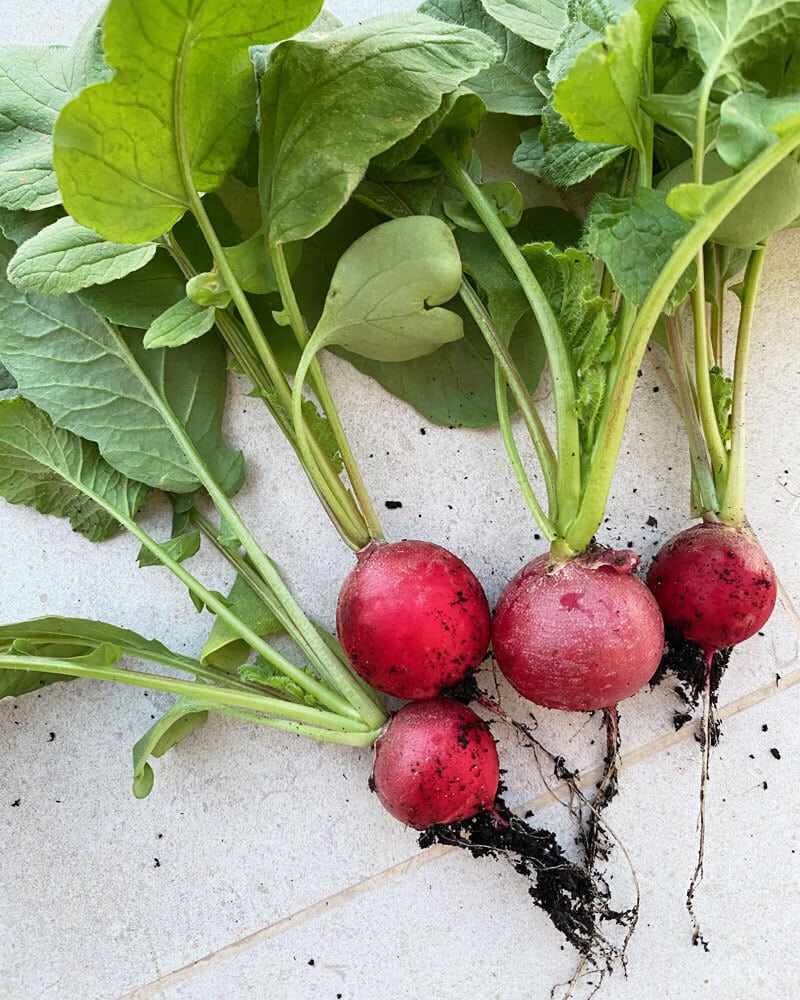 Rädisor odla själv Gardenize