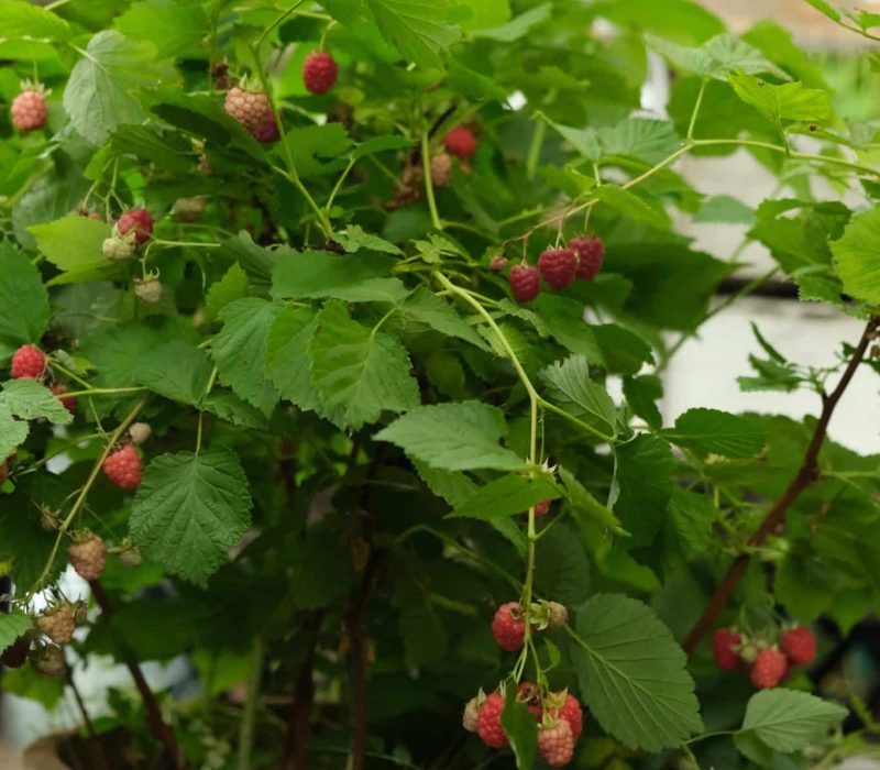 Hallon i krukaUlrika Flodin Furås