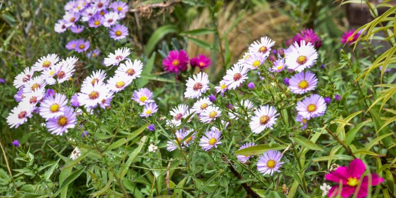 michaelmas daisies (2)-2