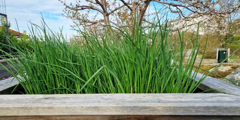 1-800x400px-gardenize-graslok