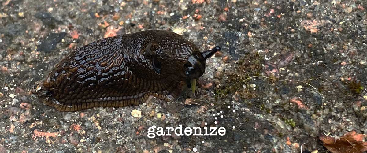 Mördarsnigelns otursdag - Gardenize