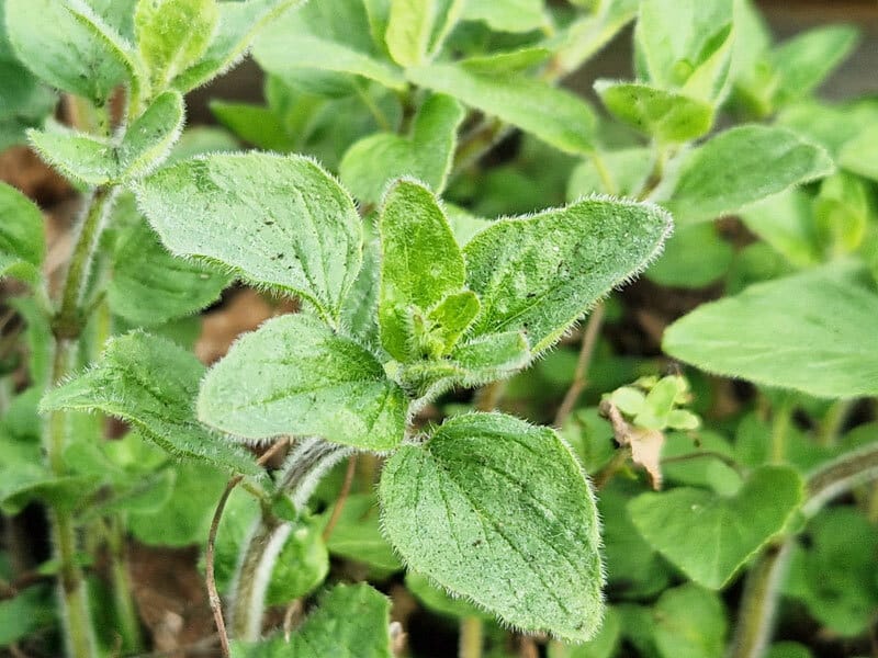 3-800x600px-gardenize-oregano