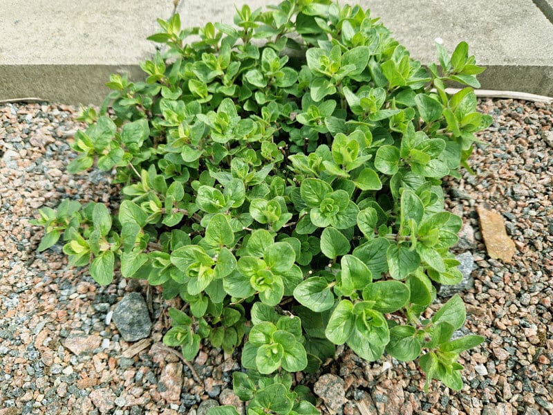 4-800x600px-gardenize-oregano