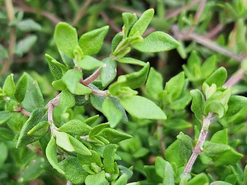 6-800x600px-gardenize-timjan-narbild