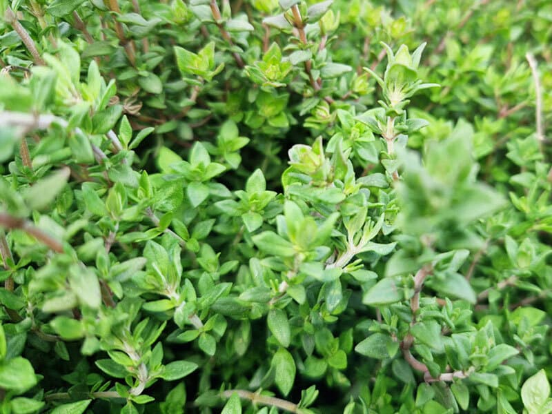 7-800x600px-gardenize-timjan