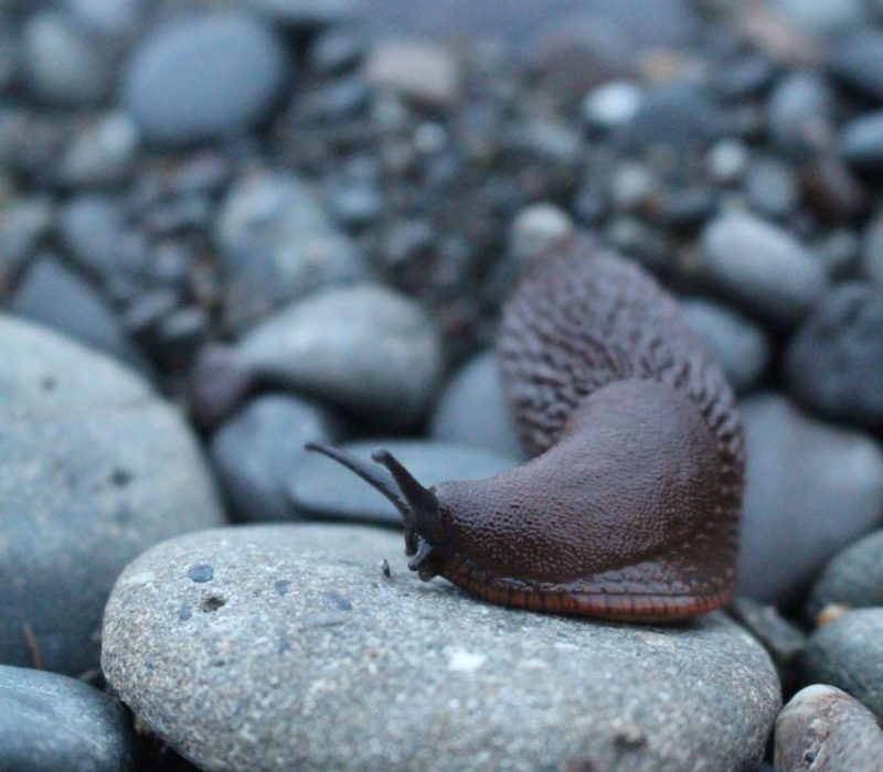 Mordarsnigel-slug-unsplash