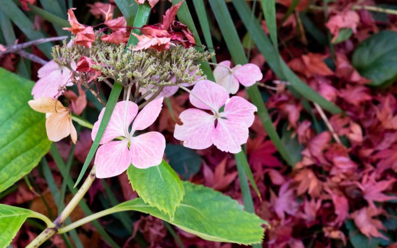 hydrangea amongst red fallen leaves