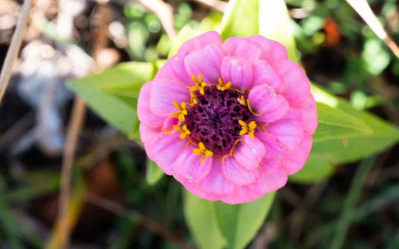 pink zinnia