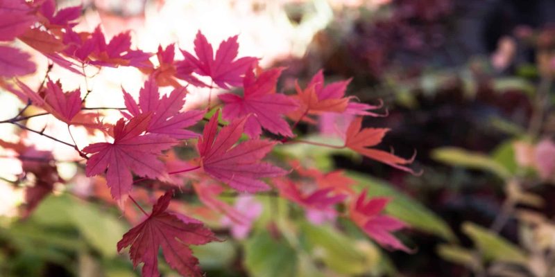 red acer leaves