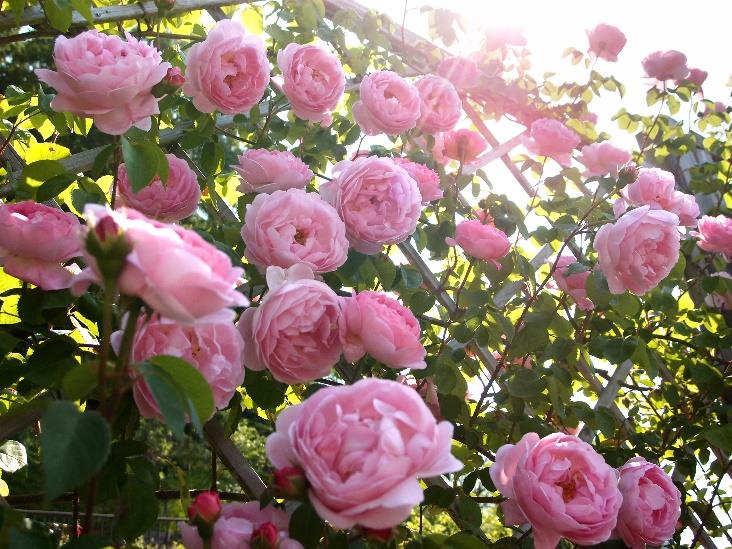 Roses in garden